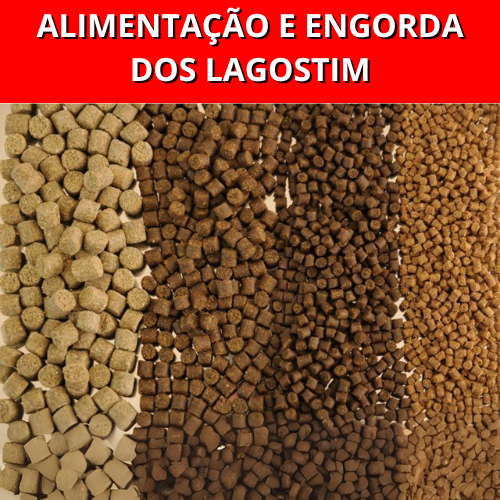 ALIMENTACAO-E-ENGORDA-DOS-LAGOSTIM.png