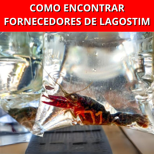 COMO-ENCONTRAR-FORNECEDORES-DE-LAGOSTIM-1.png