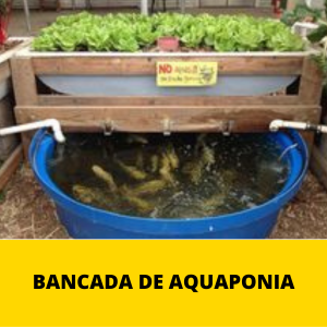 BaNCADA-DE-AQUAPONIA.png BaNCADA-DE-AQUAPONIA.png