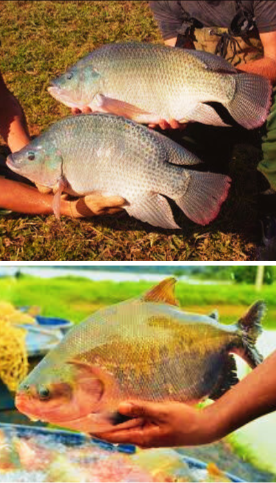 Design-sem-nome-1.png Design-sem-nome-1.png