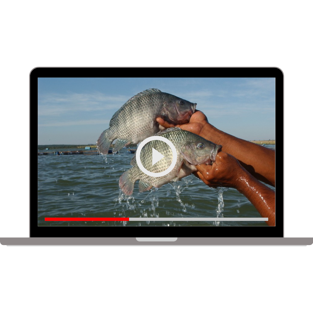 Design-sem-nome-19.png Design-sem-nome-19.png