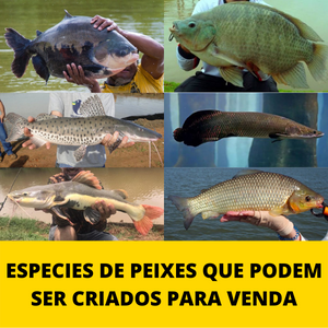 especies-de-peixes-que-podem-ser-criados-para-venda.png especies-de-peixes-que-podem-ser-criados-para-venda.png