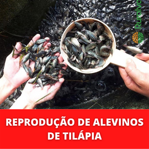 REPRODUCAO-DE-ALEVINOS-DE-TILAPIA.png REPRODUCAO-DE-ALEVINOS-DE-TILAPIA.png