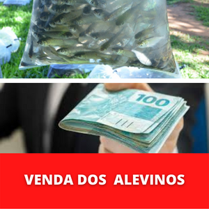 VENDA-DOS-ALEVINOS.png VENDA-DOS-ALEVINOS.png