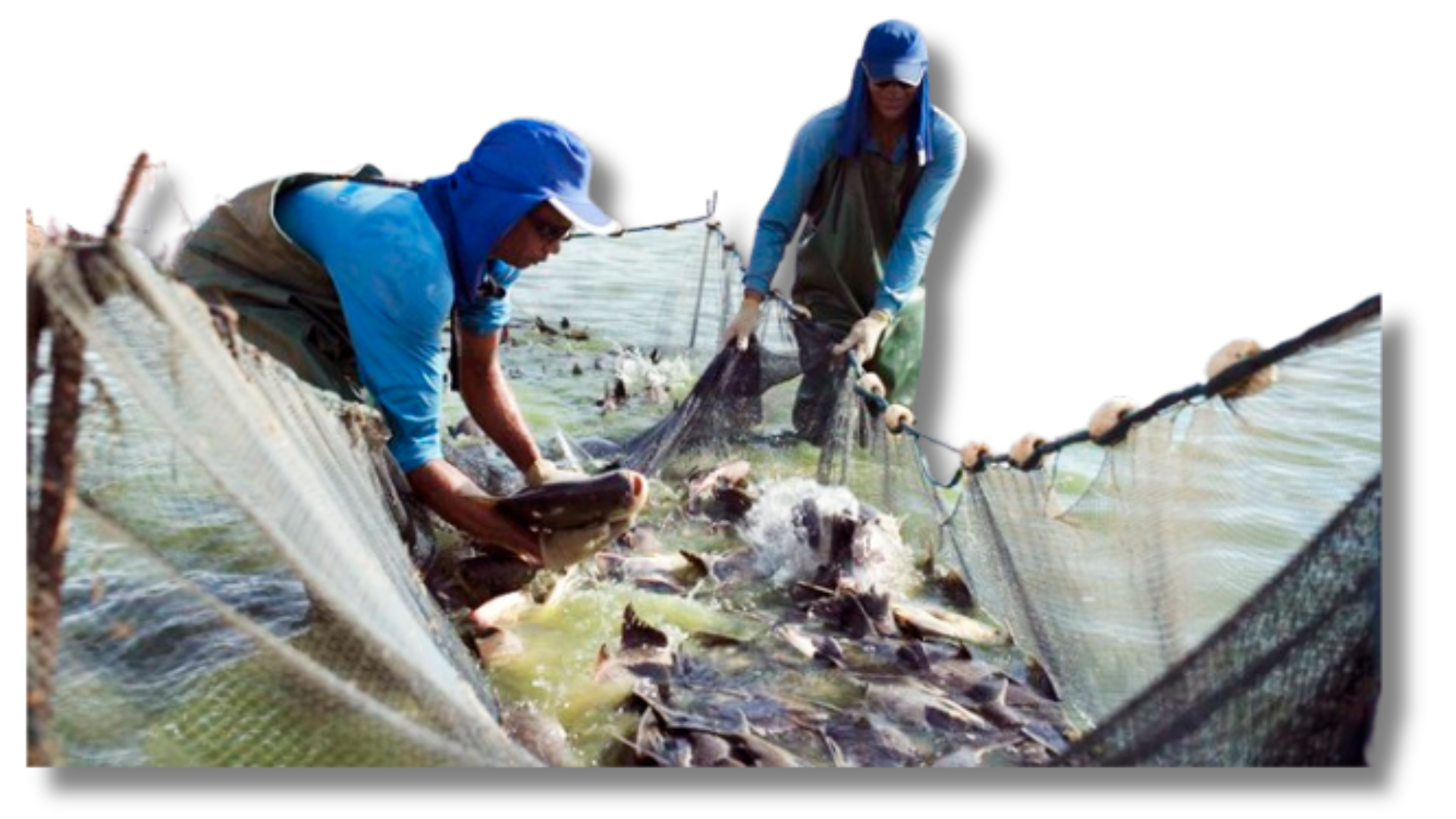 Design-sem-nome-16.png Design-sem-nome-16.png