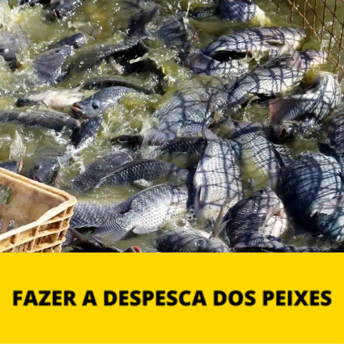 despesca-mpf-2.0.png despesca-mpf-2.0.png